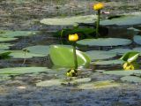 Nuphar lutea