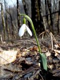 Galanthus alpinus