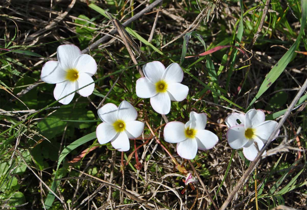 Изображение особи Oxalis versicolor.