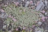 Oxytropis tianschanica