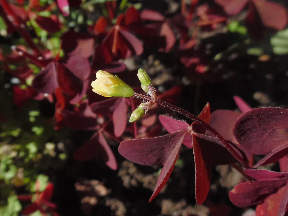 Изображение особи Oxalis stricta.