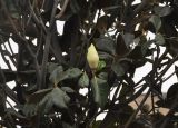 Magnolia grandiflora. Части веточек с бутоном и плодами. Перу, регион Арекипа, г. Арекипа. 06.03.2014.