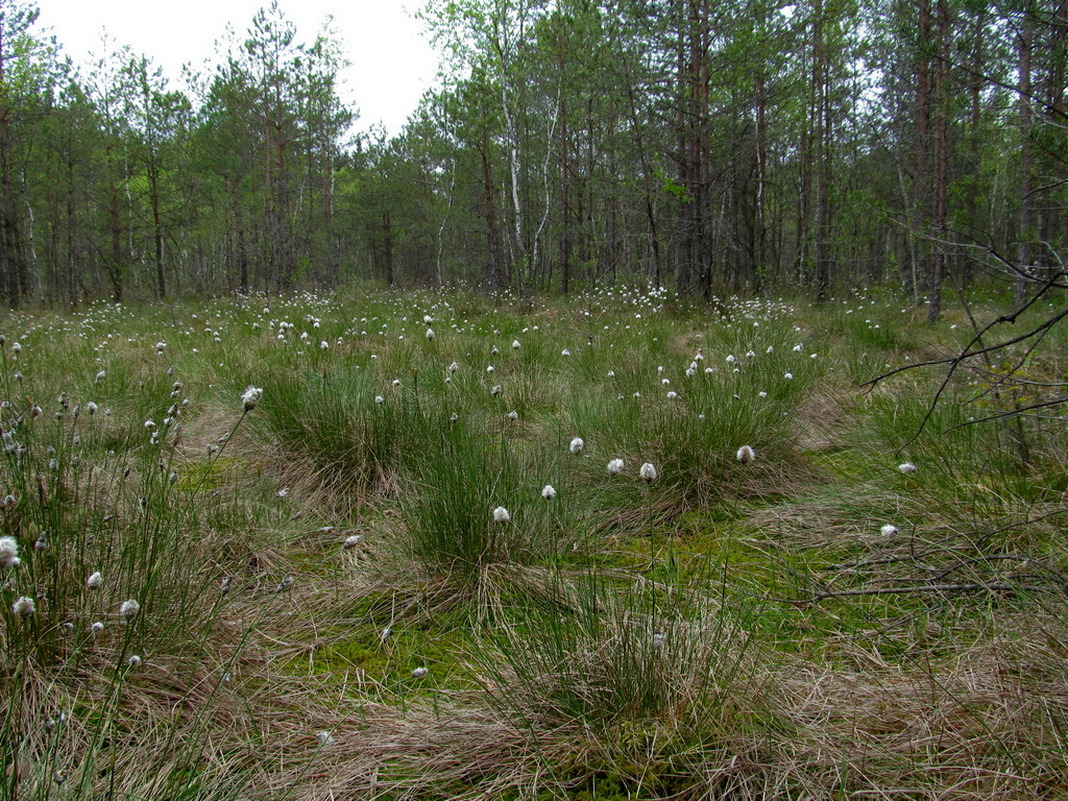 Изображение особи Eriophorum vaginatum.