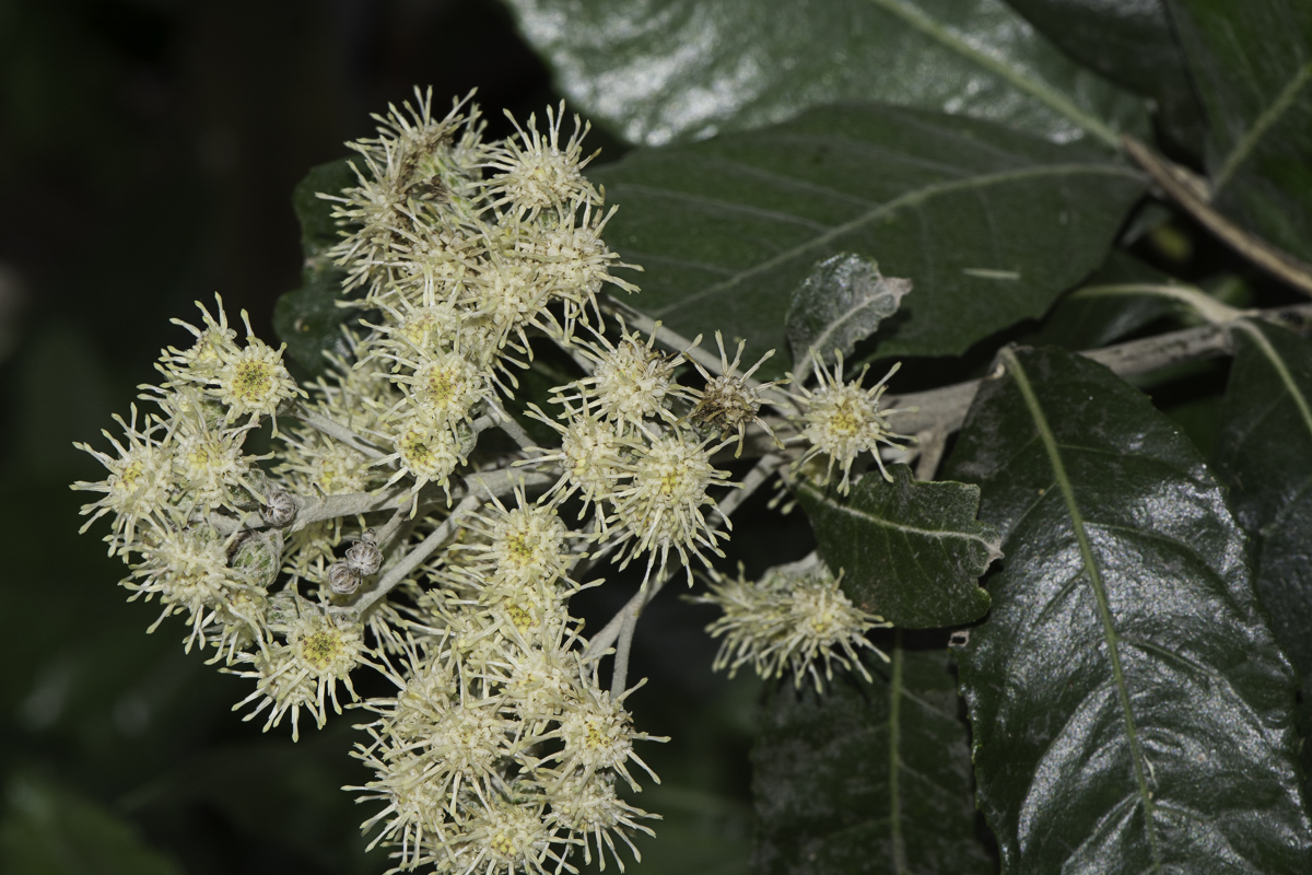 Image of Brachylaena discolor specimen.