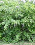 Gleditsia triacanthos. Взрослое дерево. Тихорецкий р-н, пос. Мирный, обочина дороги. 20.05.2018.