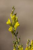 Linaria genistifolia