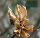 Hibiscus syriacus