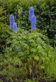 Delphinium × phoeniceum. Цветущее растение. Пермский край, г. Пермь, Свердловский р-н, клумба. 12.07.2019.