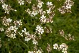 Gypsophila uralensis. Соцветия. Челябинская обл., Саткинский р-н, национальный парк \"Зюраткуль\", вершина горы Большой Уван, ~1220 м н.у.м, в расщелине между камнями. 10.08.2019.