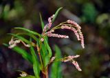 Persicaria lapathifolia