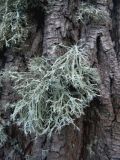 Ramalina farinacea