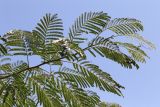 Albizia julibrissin