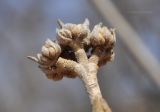 Viburnum burejaeticum