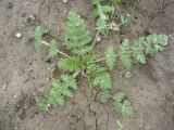 Erodium cicutarium