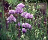 Allium schoenoprasum