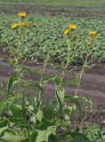 Inula helenium