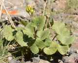 Ligularia thomsonii