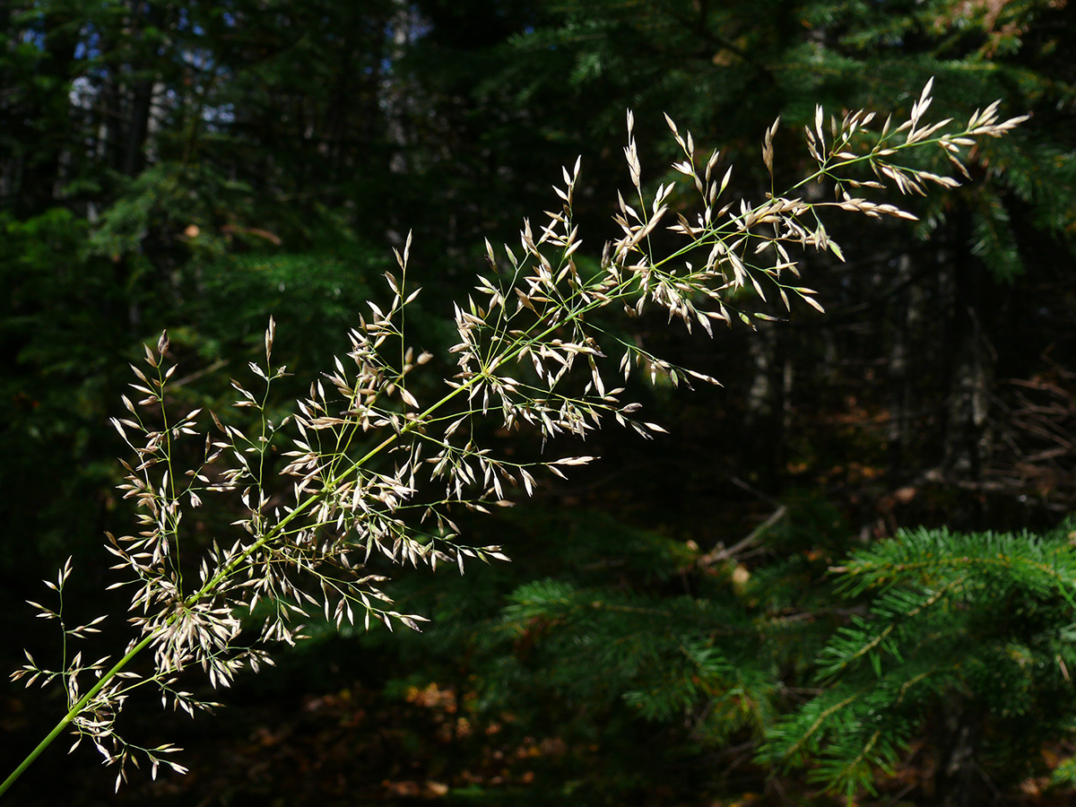 Изображение особи Calamagrostis obtusata.
