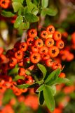 Pyracantha coccinea. Часть ветви с плодами. Краснодарский край, Лазаревский р-н, окр. с. Ордынка, 150 м н.у.м., опушка. 05.11.2022.