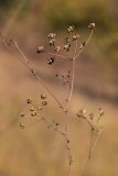 семейство Apiaceae