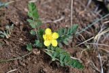 Potentilla bifurca. Цветущее растение. Иркутская обл., оз. Байкал, о. Ольхон, мыс Харанцы, остепнённый береговой склон. 26 августа 2022 г.