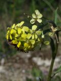 Erysimum hieraciifolium. Соцветие. Магаданская обл., Ольский р-н, окр. пгт Ола, обочина дороги, галечник. 04.07.2018.