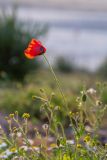 Papaver umbonatum