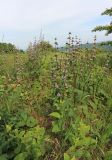 Phlomoides tuberosa. Цветущие растения. Краснодарский край, Крымский р-н, окр. станицы Неберджаевская, гора Вышка, 340 м н.у.м., разнотравный луг на вершине горы с отдельно стоящими деревьями и кустами. 09.06.2023.