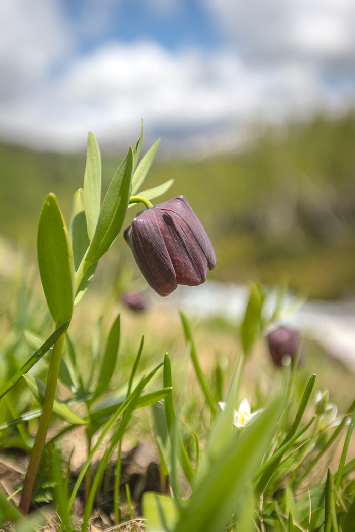 Изображение особи Fritillaria latifolia.