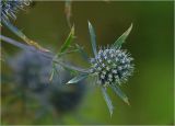 Eryngium planum