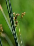 genus Juncus. Часть побега с соцветием. Киргизия, Джалал-Абадская обл., Западный Тянь-Шань, северный берег оз. Сары-Челек, ≈ 1900 м н.у.м., влажный луг. 13.07.2022.