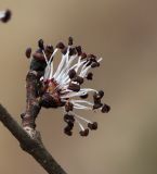 Ulmus macrocarpa