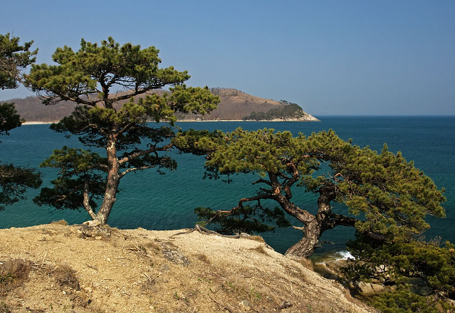 Изображение особи Pinus densiflora.