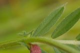 Vicia amphicarpa