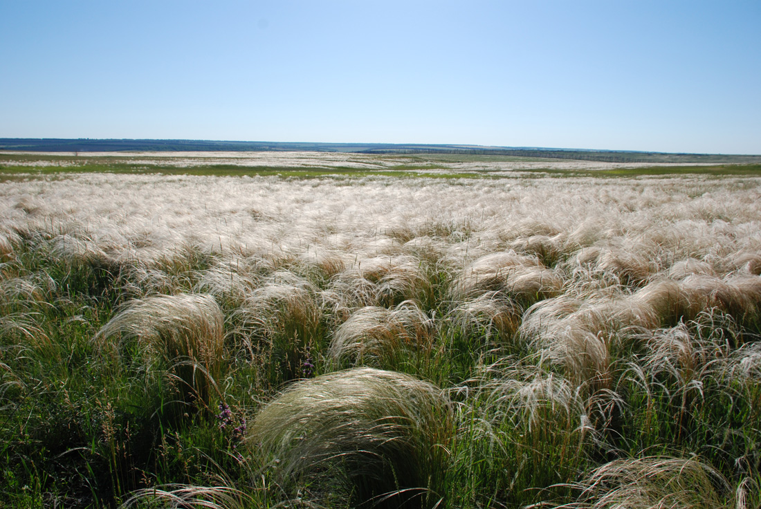 Изображение особи Stipa tirsa.