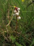 Pyrola minor. Цветущее растение. Нидерланды, провинция Drenthe, окрестности населённого пункта Havelte, березняк. 15 июня 2008 г.