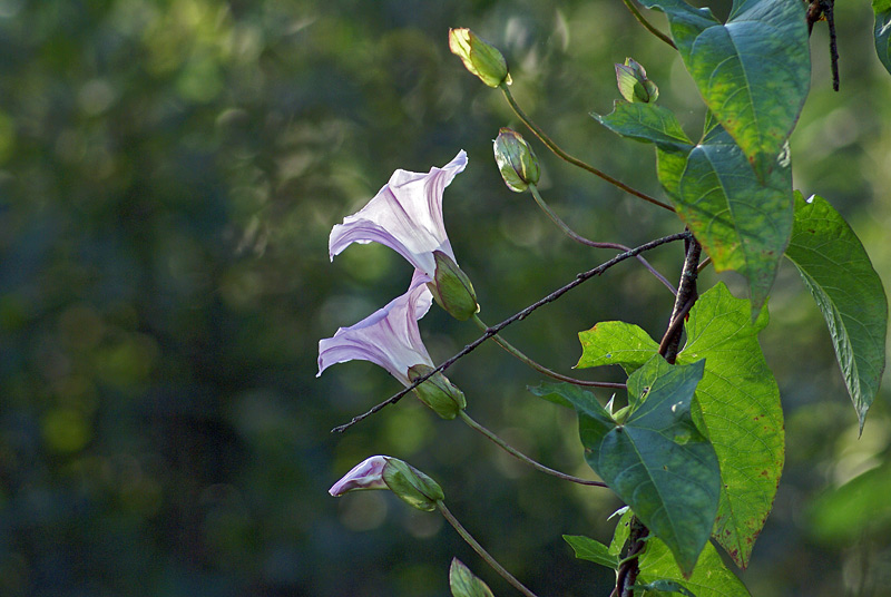 Изображение особи Calystegia spectabilis.