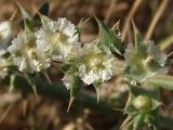 Salsola pontica