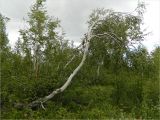 genus Betula. Дерево в лесотундре. Полярный Урал, долина Труба-Ю. 30.07.2011.