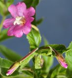 Epilobium hirsutum