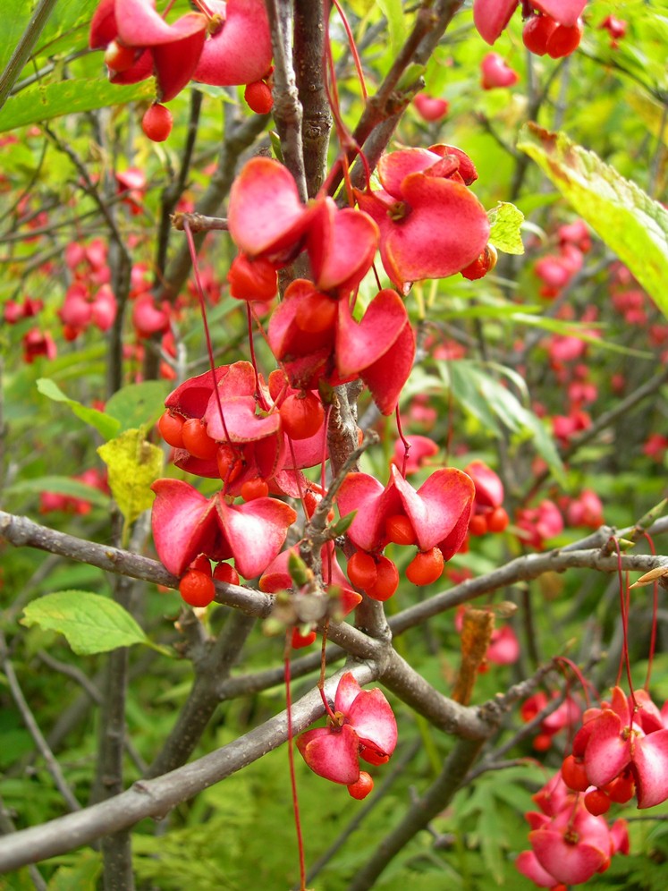 Изображение особи Euonymus sachalinensis.