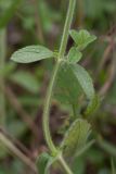 Stachys recta. Часть побега. Испания, Страна Басков, Алаба, окр. сельского поселения Гопеги, сухой луг на опушке можжевелово-дубового редколесья. 08.06.2012.