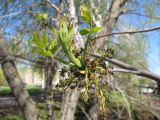 Fraxinus pennsylvanica. Верхушка побега с распускающимися листьями и соцветием. Тамбовская обл., Петровский р-н, с. Петровское. 02.05.2013.