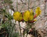 Chamaecytisus wulffii