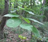 Euonymus latifolius. Ветвь с незрелыми плодами. Украина, Крым, Бахчисарайский р-н, буковый лес над пгт Куйбышево. 08.07.2013.