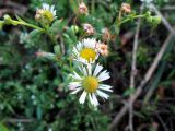 Erigeron annuus