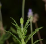 Lavandula dentata