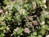 Leptospermum lanigerum. Часть ветви с плодами. Австралия, о. Тасмания, национальный парк \"Крэдл Маунтин\". 27.02.2009.