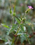 Geranium robertianum. Верхушка побега с цветком, нераспустившимися бутонами, завязавшимися плодами и крылом насекомого. Греция, п-ов Пелопоннес, окр. г. Пиргос, муниципальный парк. 17.04.2014.