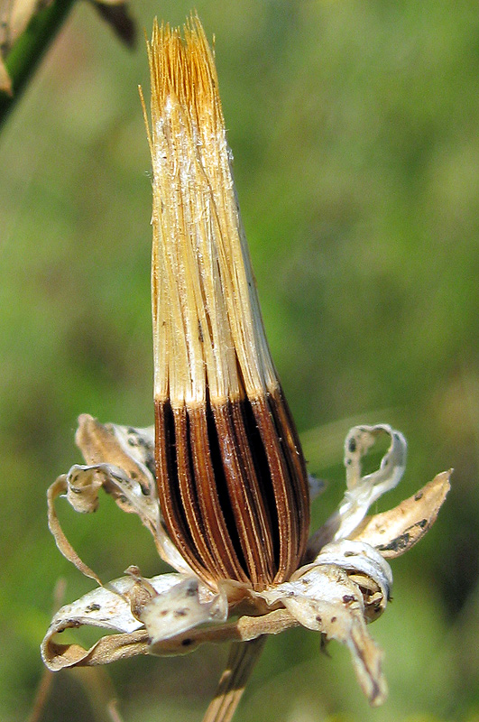 Изображение особи семейство Asteraceae.